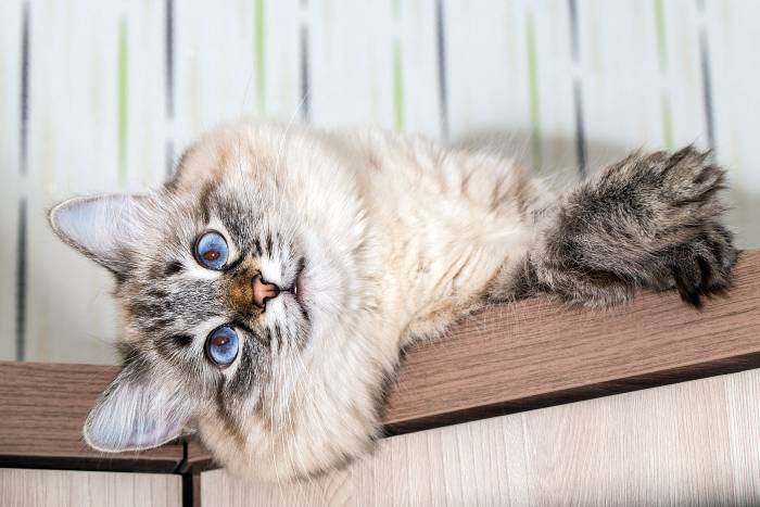 Невская маскарадная кошка (Neva vasquerade cat), фото фотография