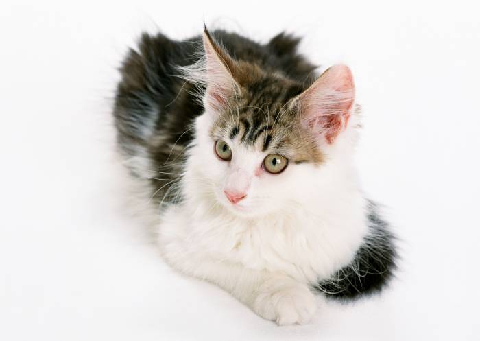 Норвежская лесная кошка, котенок, фото фотография