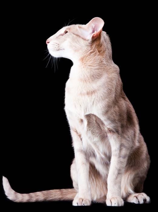 Ориентальная кошка, ориентал, фото фотография