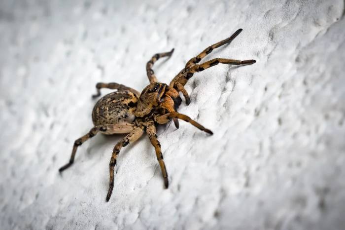 Большой Мизгирь или Южнорусский тарантул (Lycosa singoriensis), фото фотография пауки