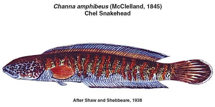 Змееголов (Channa amphibeus), рисунок картинка рыбы