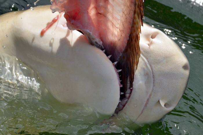 Белая акула схватила кусок рыбы, фото фотография