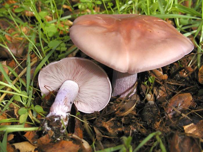 Синеножка, леписта фиолетовая (Lepista nuda), фото фотография грибы