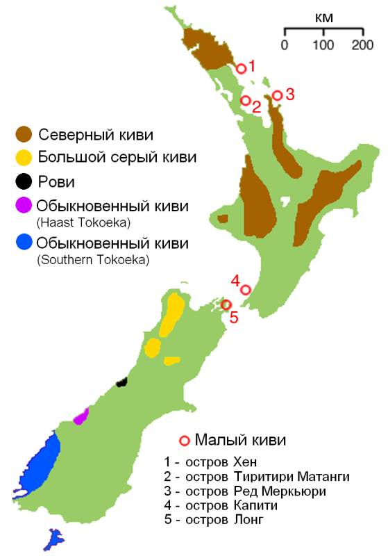 Киви птицы, карта ареал обитания схема