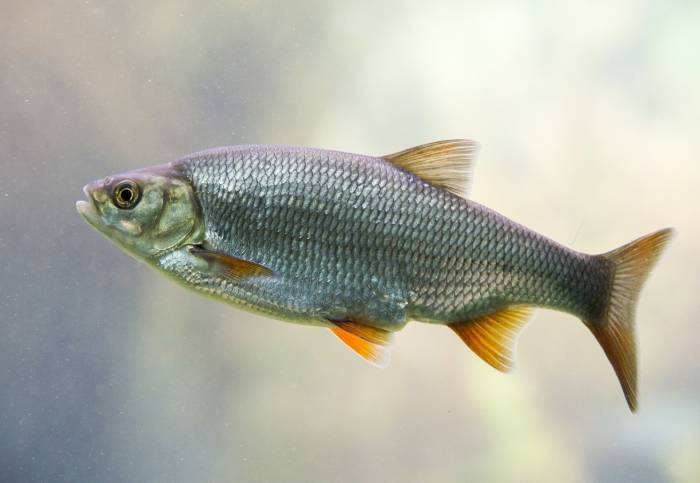 Вобла (Rutilus caspicus), фото фотография рыбы
