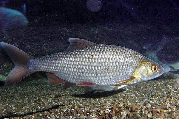 Вобла (Rutilus caspicus), фото фотография рыбы