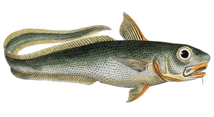 Северный макрурус (Macrourus berglax), рисунок картинка рыбы