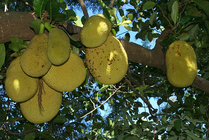 Джекфрут, или индийское хлебное дерево (Artocarpus heterophyllus), фото фотография растения