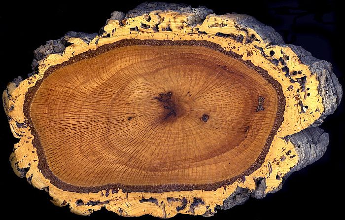 Спил ствола пробкового дерева (Quercus suber), фото фотография растения
