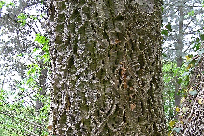 Кора / ствол пробкового дуба (Quercus suber), фото фотография растения