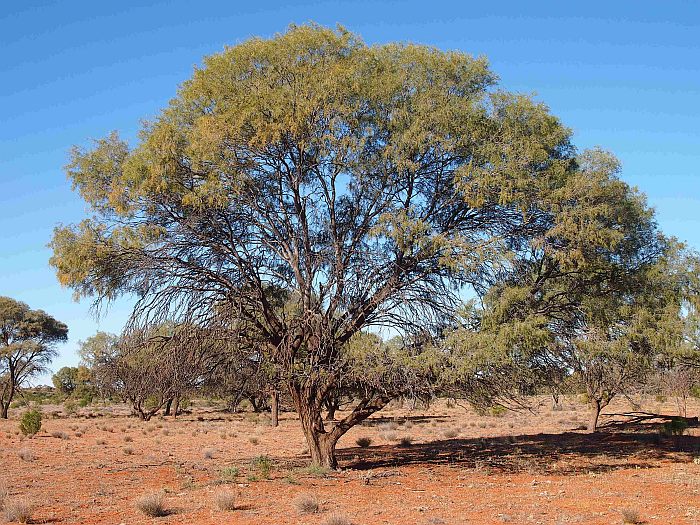 Южное железное дерево (Acacia estrophiolata), фото фотография растения