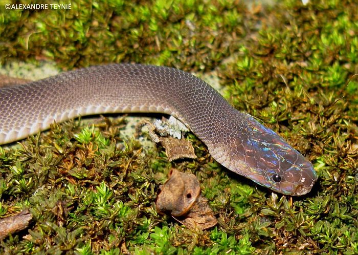 Радужная змея (Parafimbrios lao), фото фотография рептилии