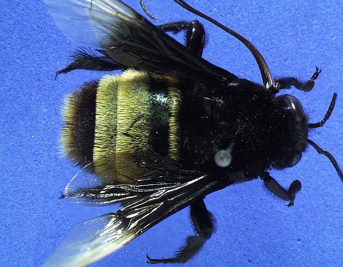 Пчела (Eulaema quadragintanovem), фото фотография рептилии