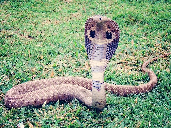 Королевская кобра (Ophiophagus hannah), фото фотография змеи