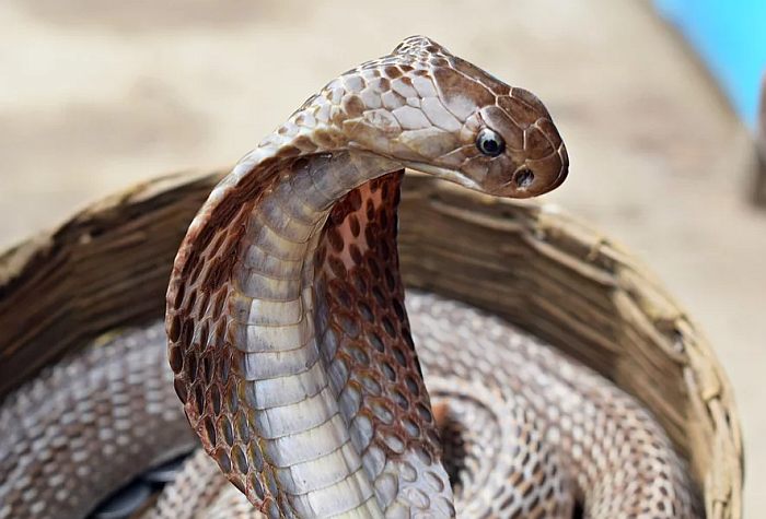 Очковая змея, индийская кобра (Naja naja), фото фотография змеи