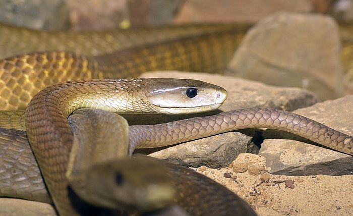 Черная мамба (Dendroaspis polylepis), фото фотография змеи