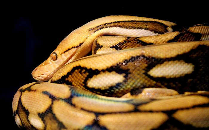Сетчатый питон (Malayopython reticulatus), фото фотография змеи