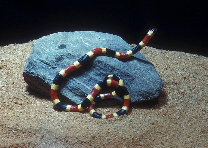 Аризонский аспид (Micruroides euryxanthus), фото фотография змеи