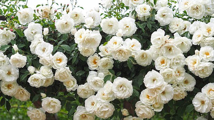 Самые красивые белые розы (фото) Какие белые розы самые красивые? Сорта белых роз