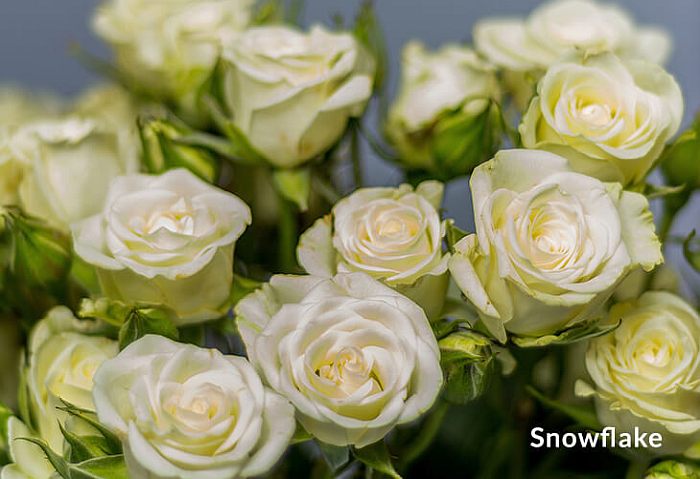 Роза Snowflake, фото фотография цветы
