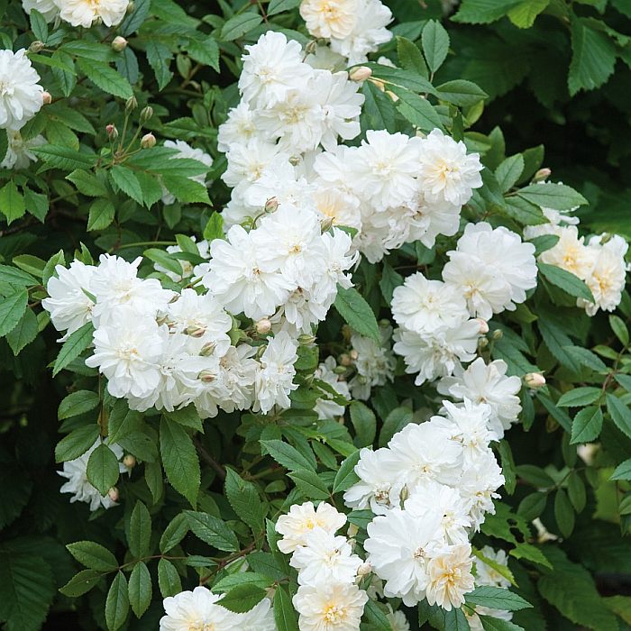 Роза Snow Goose, фото фотография цветы