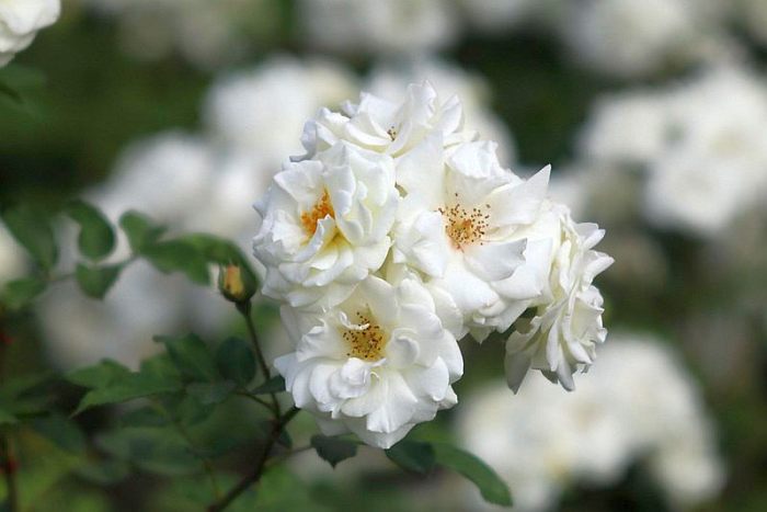 Роза Midsummer Snow (Мидсаммер Сноу), фото фотография цветы