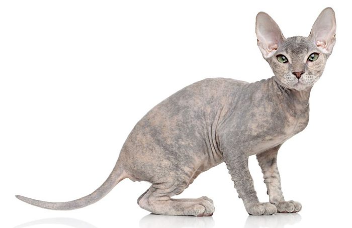 Петерболд, фото фотография лысые голые кошки
