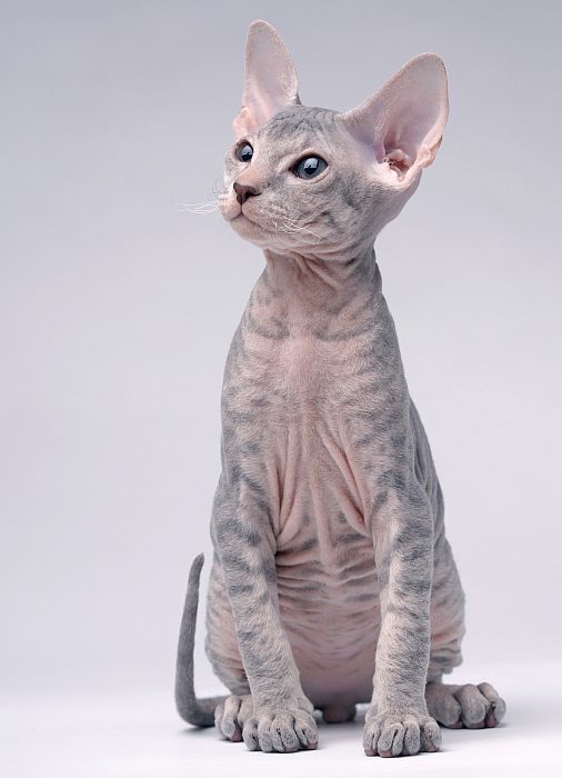 Петербургский сфинкс (петерболд) котенок, фото фотография голые лысые кошки