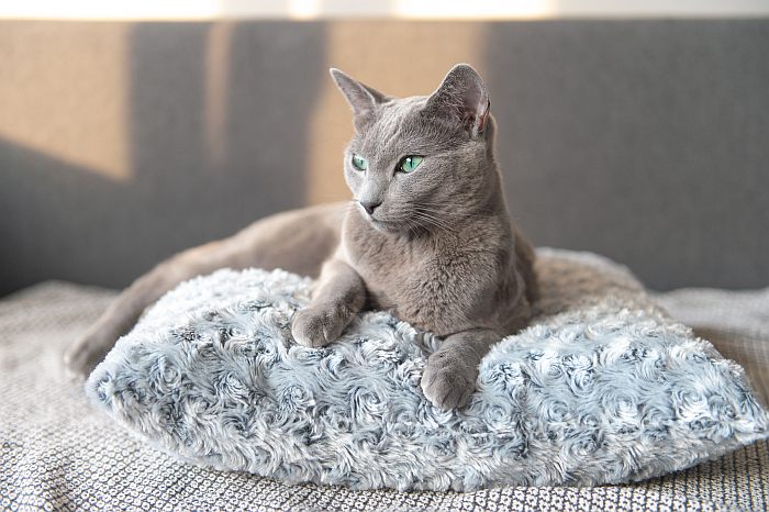 характер русского голубого кота