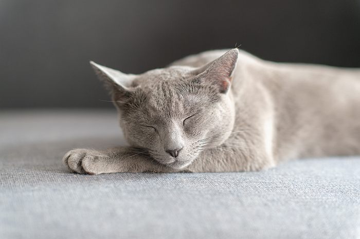 Русская голубая кошка, фото фотография