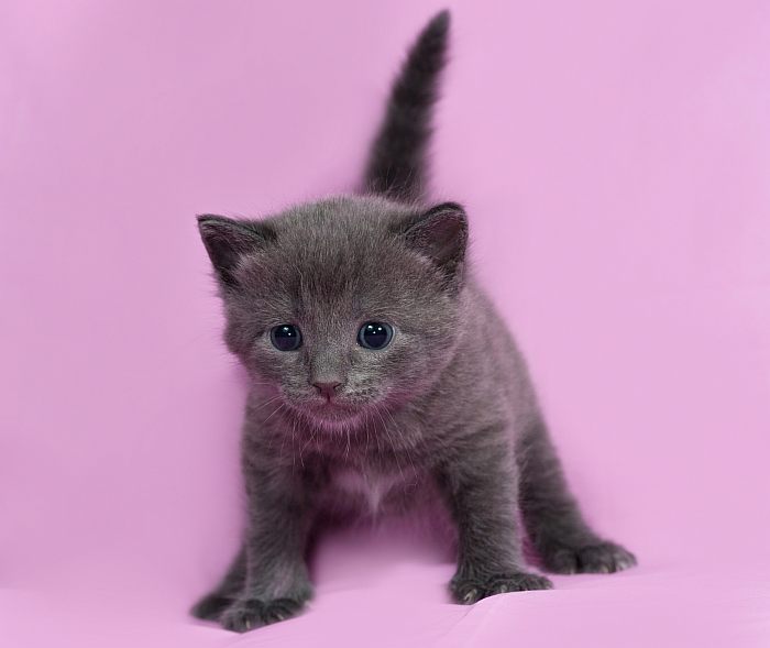 Котенок русской голубой кошки, фото фотография