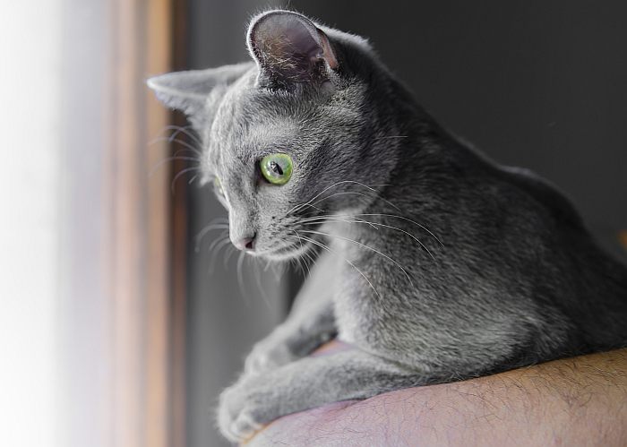 Подросток русской голубой кошки, фото фотография