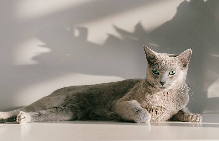 Русская голубая кошка, фото фотография