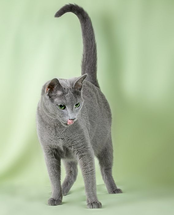 Самые красивые породы короткошерстных кошек (фото), топ-10 самых красивых  короткошерстных пород кошек планеты Земля