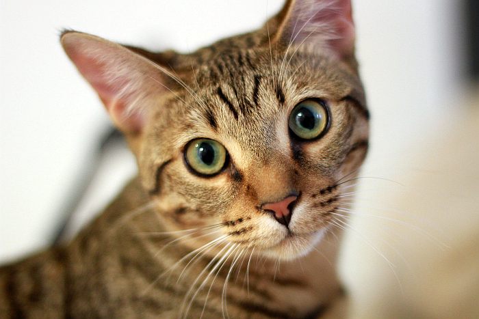 Саванна, фото фотография кошки