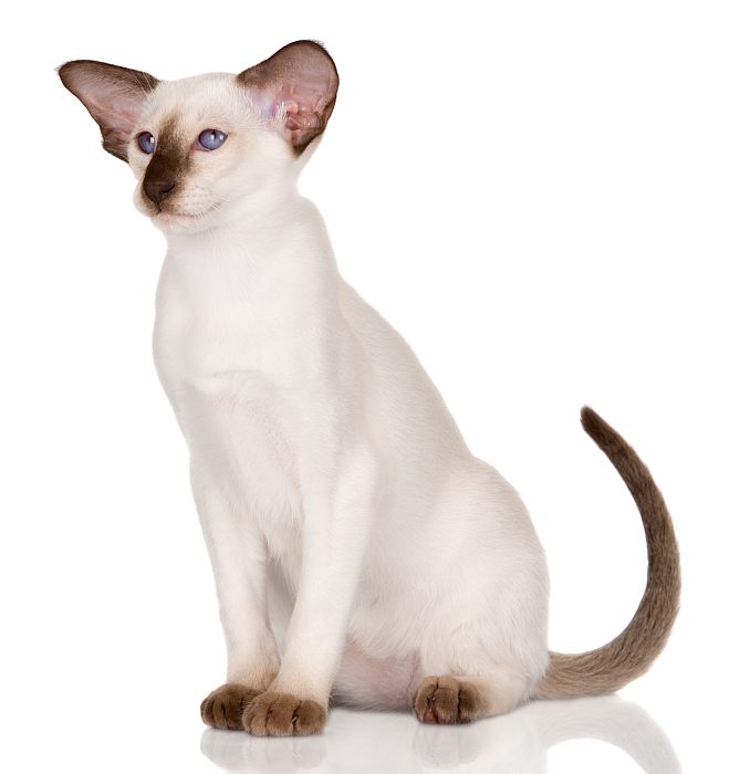 сиамская кошка на белом фоне