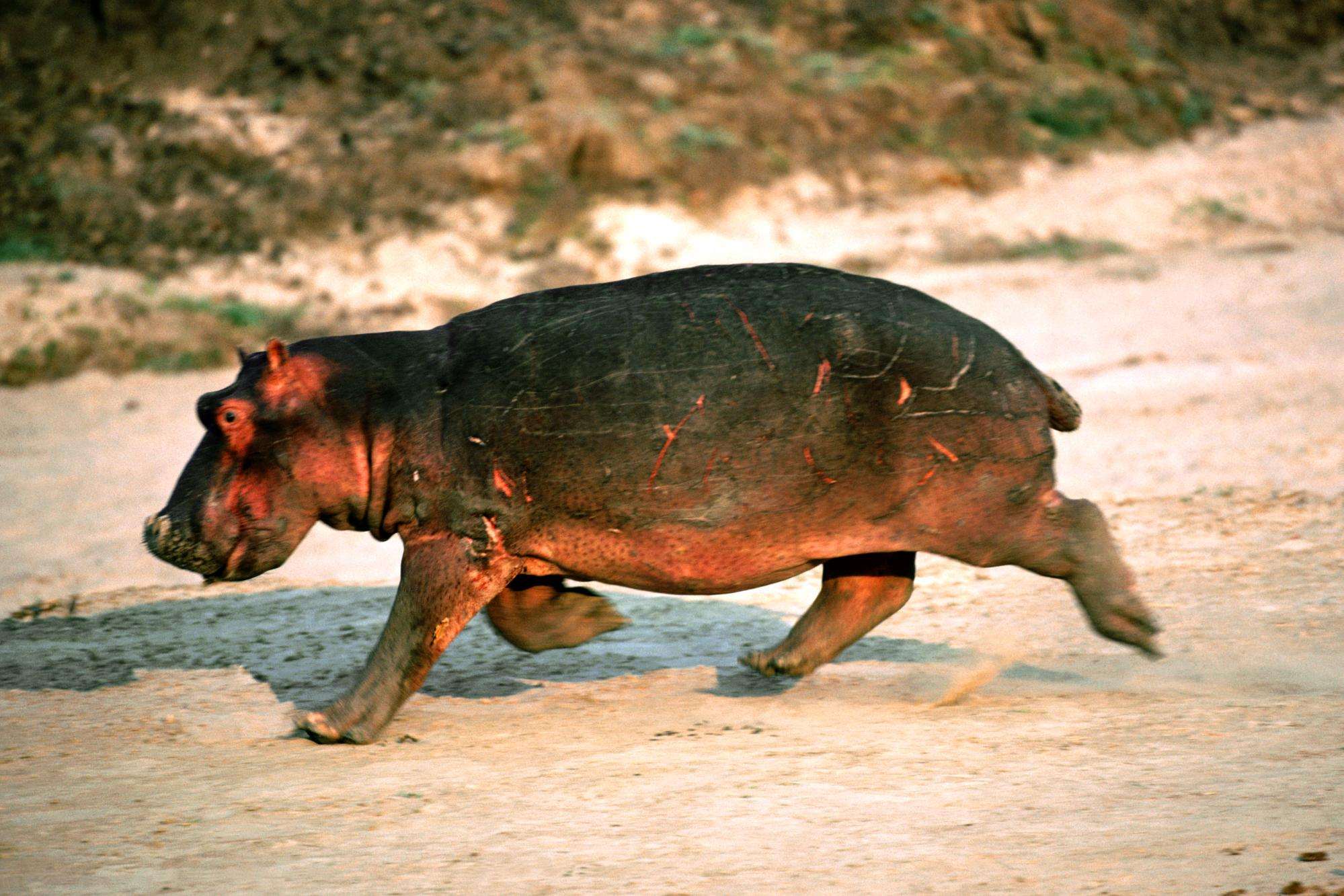  ,  (Hippopotamus amphibius),    