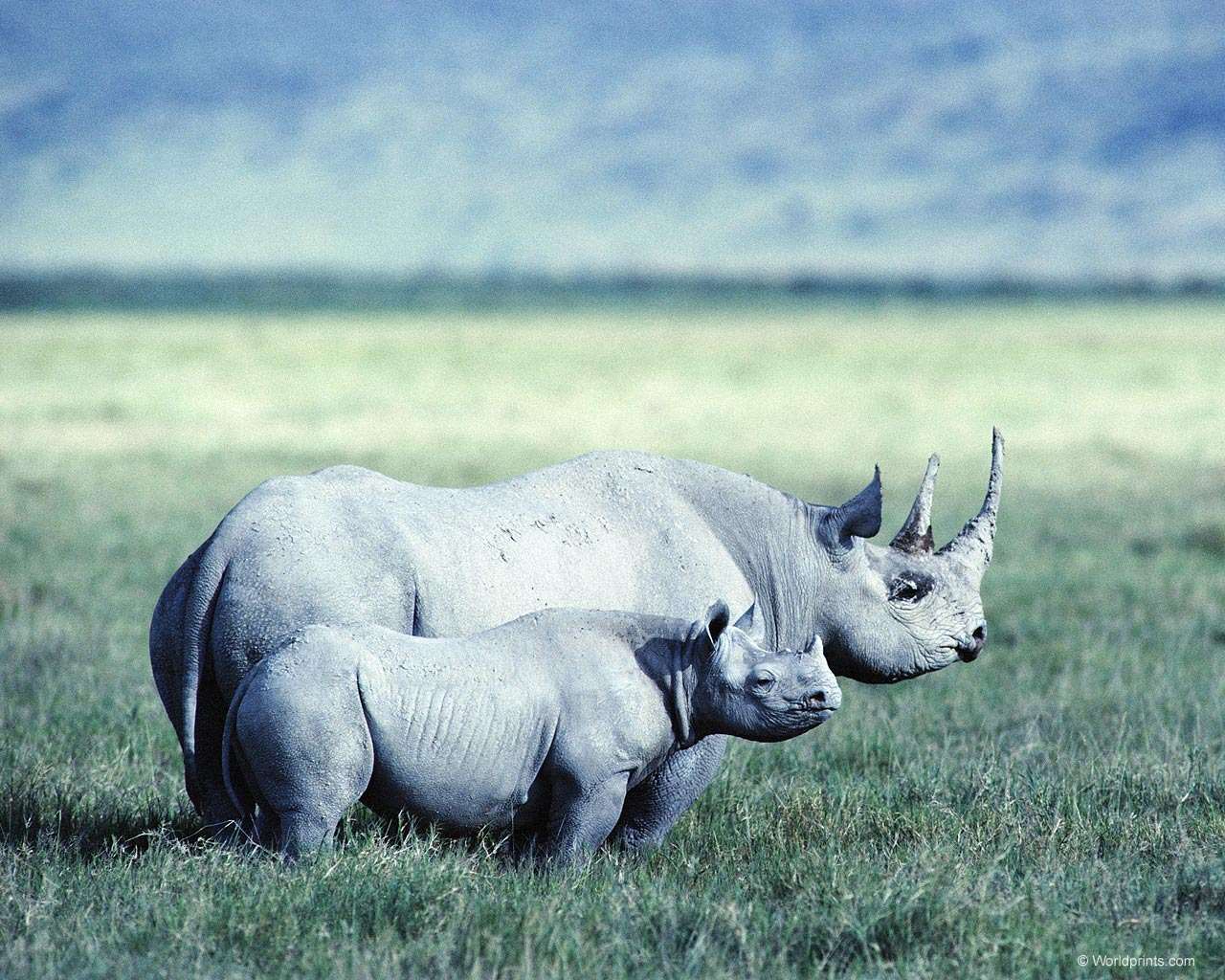 Белые  носороги (мать и детеныш), фото фотография картинка обои
