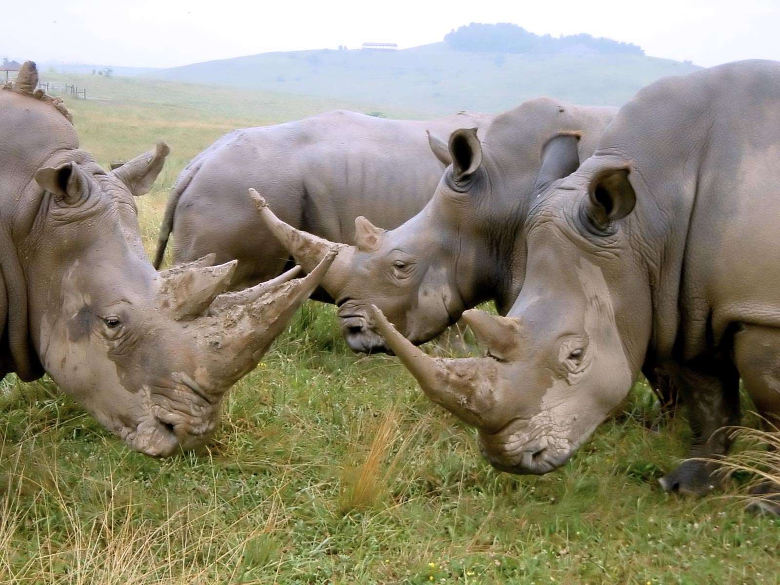 Стадо Носорогов