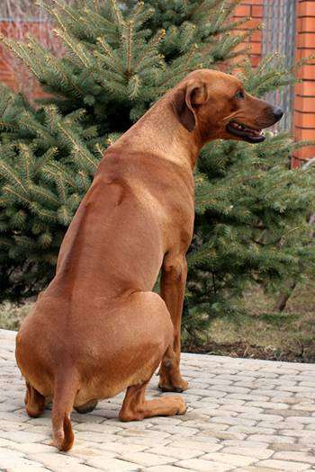 Родезийский риджбек, фото собаки, фотография породы собак