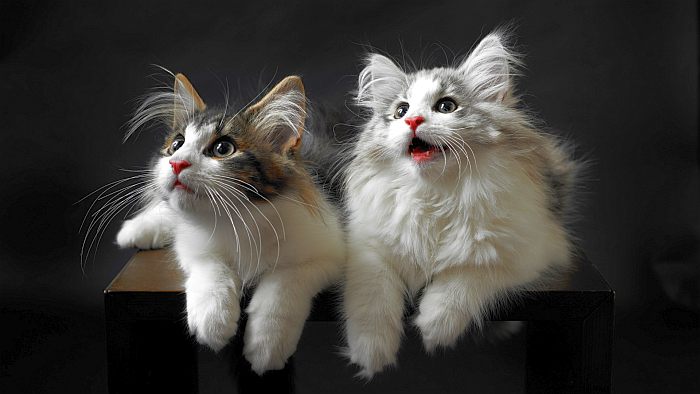 Сибирские котята, фото фотография кошки