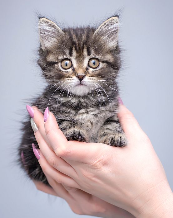 Котенок сибирской кошки, сибирский котенок, фото фотография