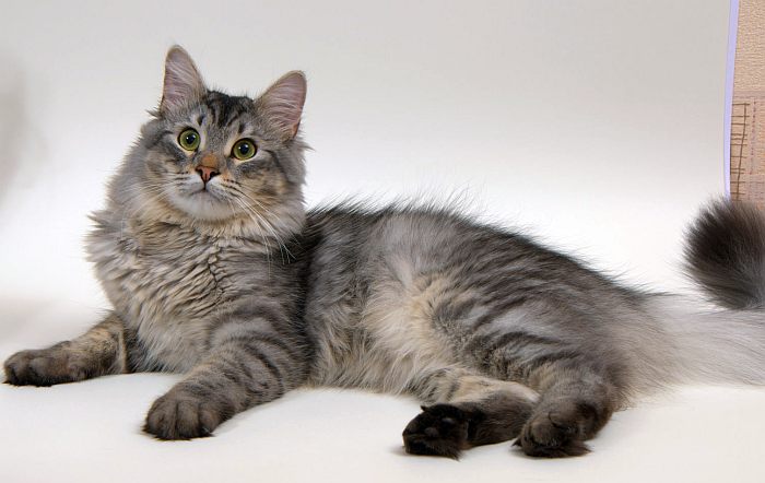 сибирская кошка 8 месяцев