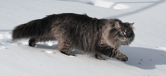 Сибирская кошка, фото фотография