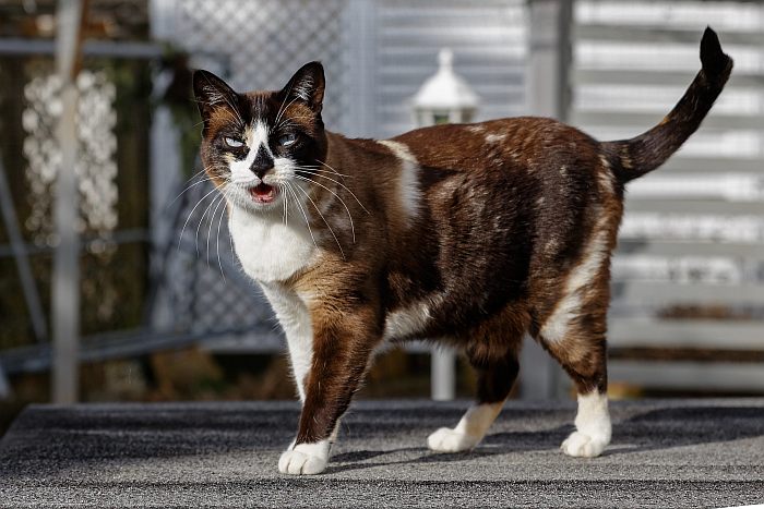 Сноу шу (Snowshoe cat), фото породы кошек фотография 