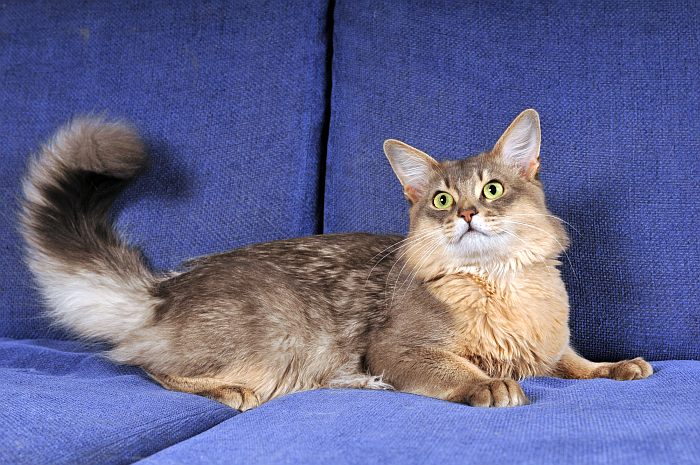 Сомали, сомалийская кошка, фото фотография 