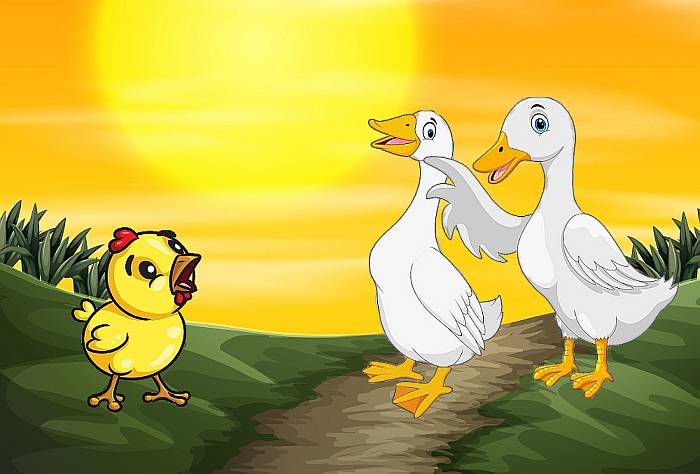 Гуси встретили цыпленка, рисунок картинка иллюстрация