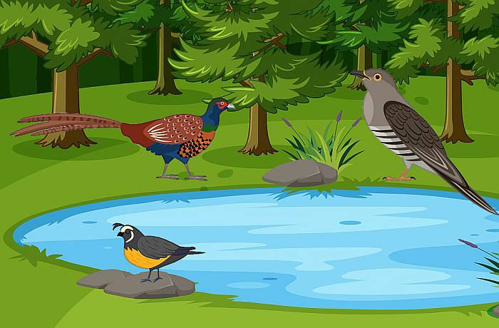 Кукушка и птицы вокруг чистого озера, рисунок иллюстрация картинка
