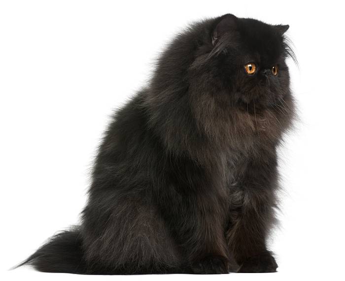 Персидская кошка черного окраса, фото фотография