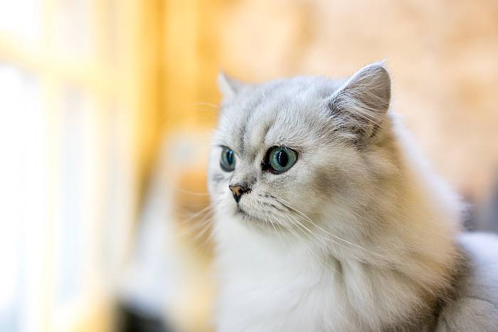 Персидская кошка окраса серебристая шиншилла, фото фотография